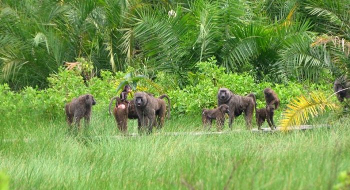 SEMULIKI NATIONAL PARK