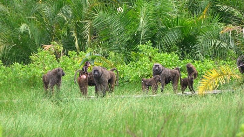 SEMULIKI NATIONAL PARK
