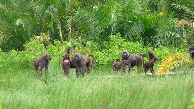 SEMULIKI NATIONAL PARK