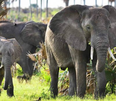 elephant