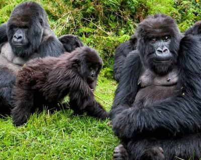 gorilla-trekking-rwanda-2