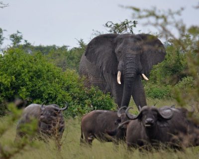 murchison national 5