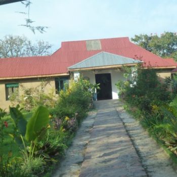 sharp-island-gorilla