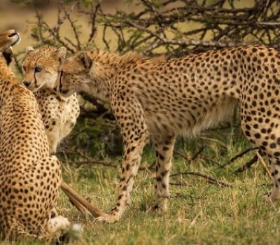 uganda safaris 2