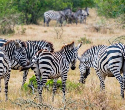 zebra